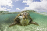 Soepschildpad (Chelonia mydas) 