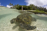 Soepschildpad (Chelonia mydas) 