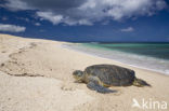 Soepschildpad (Chelonia mydas) 