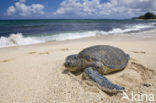 Soepschildpad (Chelonia mydas) 