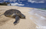 Soepschildpad (Chelonia mydas) 