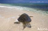 Soepschildpad (Chelonia mydas) 