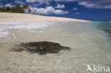 Soepschildpad (Chelonia mydas) 