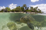 Soepschildpad (Chelonia mydas) 