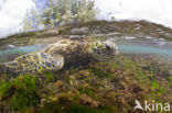Soepschildpad (Chelonia mydas) 