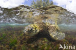 Green Turtle (Chelonia mydas) 