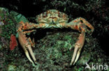 Channel Clinging Crab (Mithrax spinosissimus)