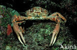Spinkrab (Mithrax spinosissimus)