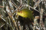 Long-snouted Wrasse (Symphodus rostratus)