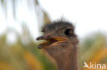 ostrich (Struthio spp)