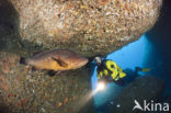 Dusky grouper (Epinephelus marginatus) 