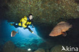 Dusky grouper (Epinephelus marginatus) 