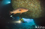 Dusky grouper (Epinephelus marginatus) 