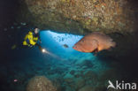 Dusky grouper (Epinephelus marginatus) 