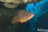 Dusky grouper (Epinephelus marginatus) 