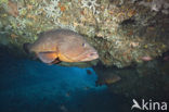 Dusky grouper (Epinephelus marginatus) 