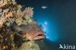 Dusky grouper (Epinephelus marginatus) 