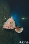 Dusky grouper (Epinephelus marginatus) 