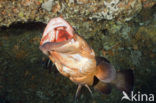 Dusky grouper (Epinephelus marginatus) 