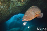 Tandbaars (Epinephelus marginatus) 