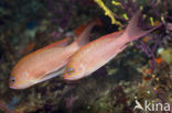 Vlaggenbaars (Anthias anthias)