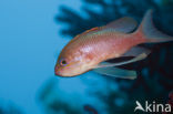 Swallowtail seaperch (Anthias anthias)