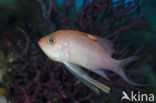 Swallowtail seaperch (Anthias anthias)