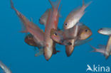 Vlaggenbaars (Anthias anthias)