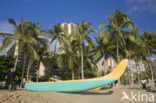 Waikiki Beach