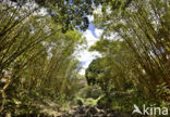 Waimea Valley