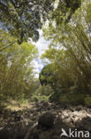 Waimea Valley