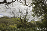 Waimea Valley