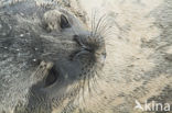 Weddell Seal (Leptonychotes weddelli)