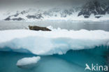 Weddell Seal (Leptonychotes weddelli)