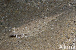 Whiskered sole (Monochirus hispidus)