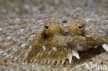 Whiskered sole (Monochirus hispidus)