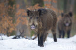 Wild Boar (Sus scrofa)