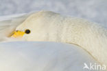 Wilde Zwaan (Cygnus cygnus)