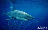 great white shark (Carcharodon carcharias) 