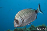 Striped White seabream (Diplodus spec)