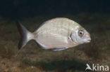 White seabream (Diplodus sargus sargus)