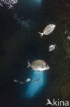 Witte Zeebrasem (Diplodus sargus sargus)