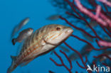 Comber (Serranus cabrilla)