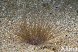 Tube anemone (Cerianthus membranaceus)