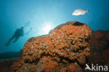 Yellow cluster anemone (Parazoanthus axinellae)