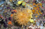 Yellow cluster anemone (Parazoanthus axinellae)