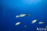 Ambermakreel (Seriola rivoliana)