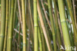 Bamboo (Bambusa spec.)