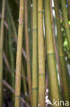 Bamboo (Bambusa spec.)