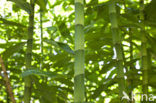 Bamboo (Bambusa spec.)